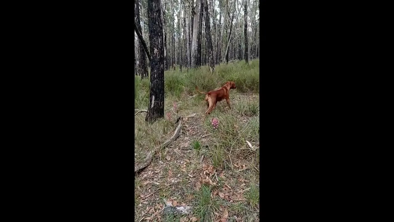 Wild Flowers, Happy Hound, Aussie Bush, Autumn's End