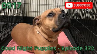 [0917] GOOD NIGHT PUPPIES - EPISODE 372 [#dogs #doggos #doggos #puppies #dogdaycare]