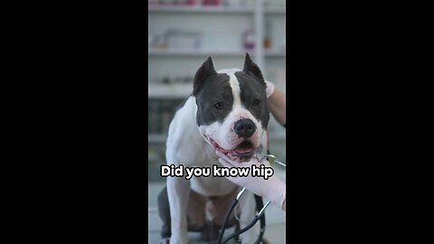 Hip Dysplasia In Pitbulls