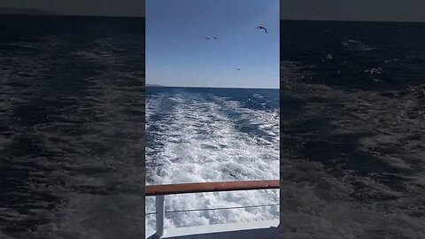 Ocean view on Pelican and Seagull on Dolphin Sportsfishing