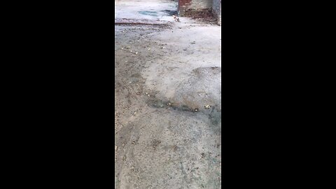 Amazing Cat nd Dog Trending videos
