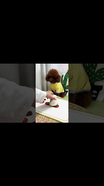 Playing with dog 🐶