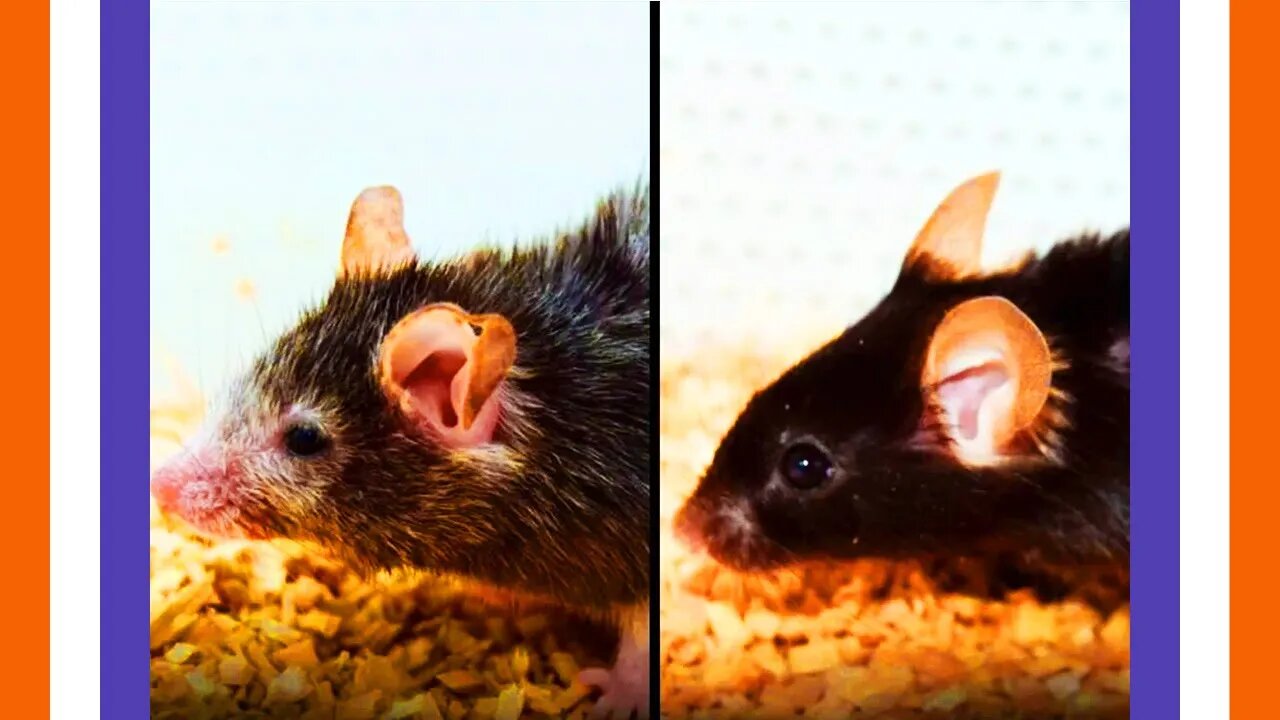 Harvard Scientists Reverse Age A Mouse 🟠⚪🟣 The NPC Show