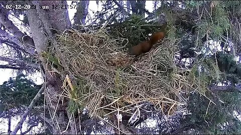 Ellis Farm-Red Squirrel Checks Out Nest 🌲 02/12/23 12:21