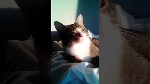 Cute Fluffy Cat #shorts