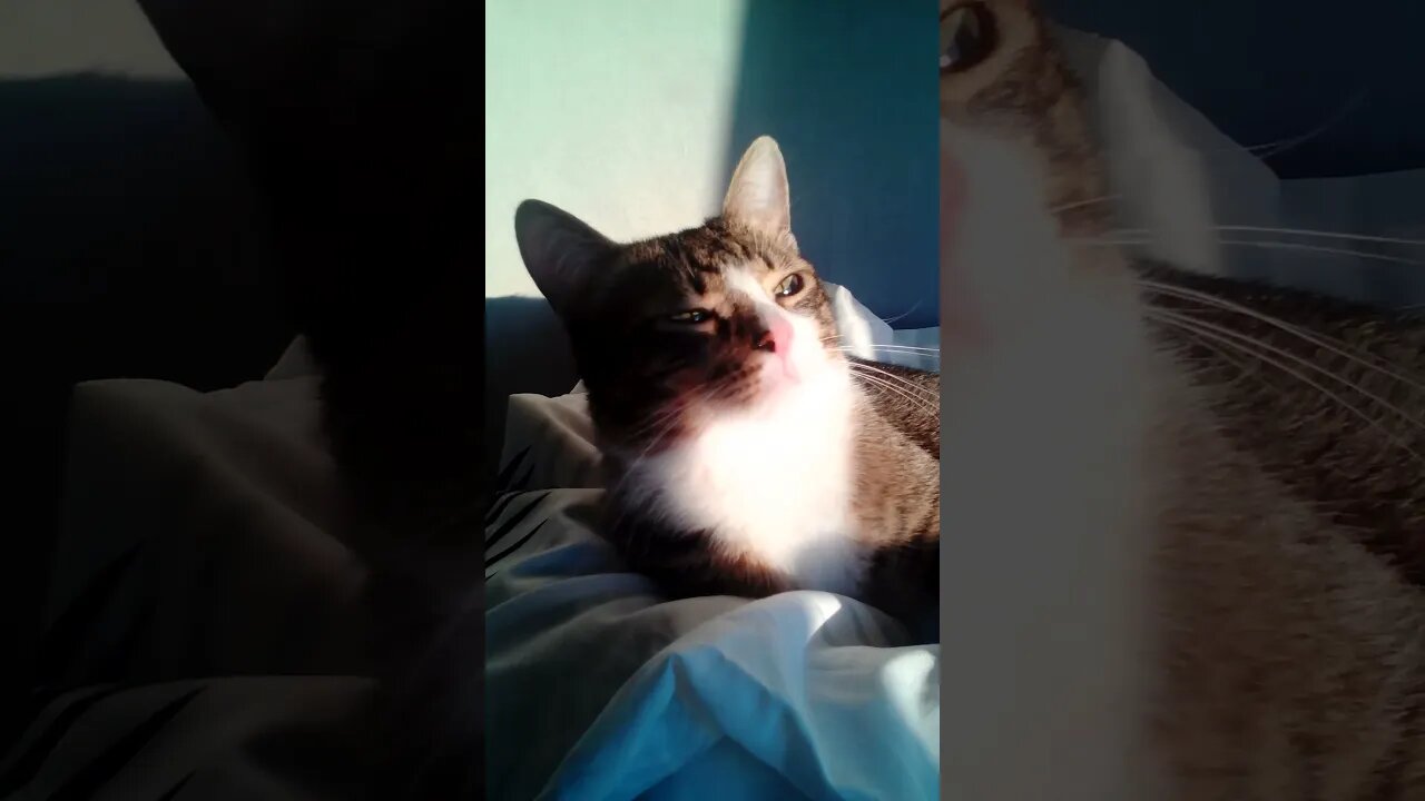 Cute Fluffy Cat #shorts