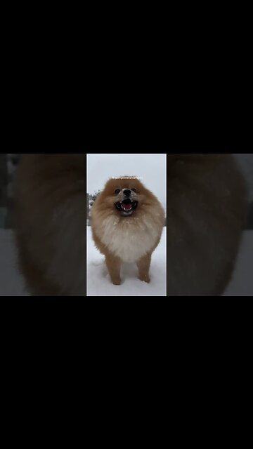 Cutest doggie 😍 #dog