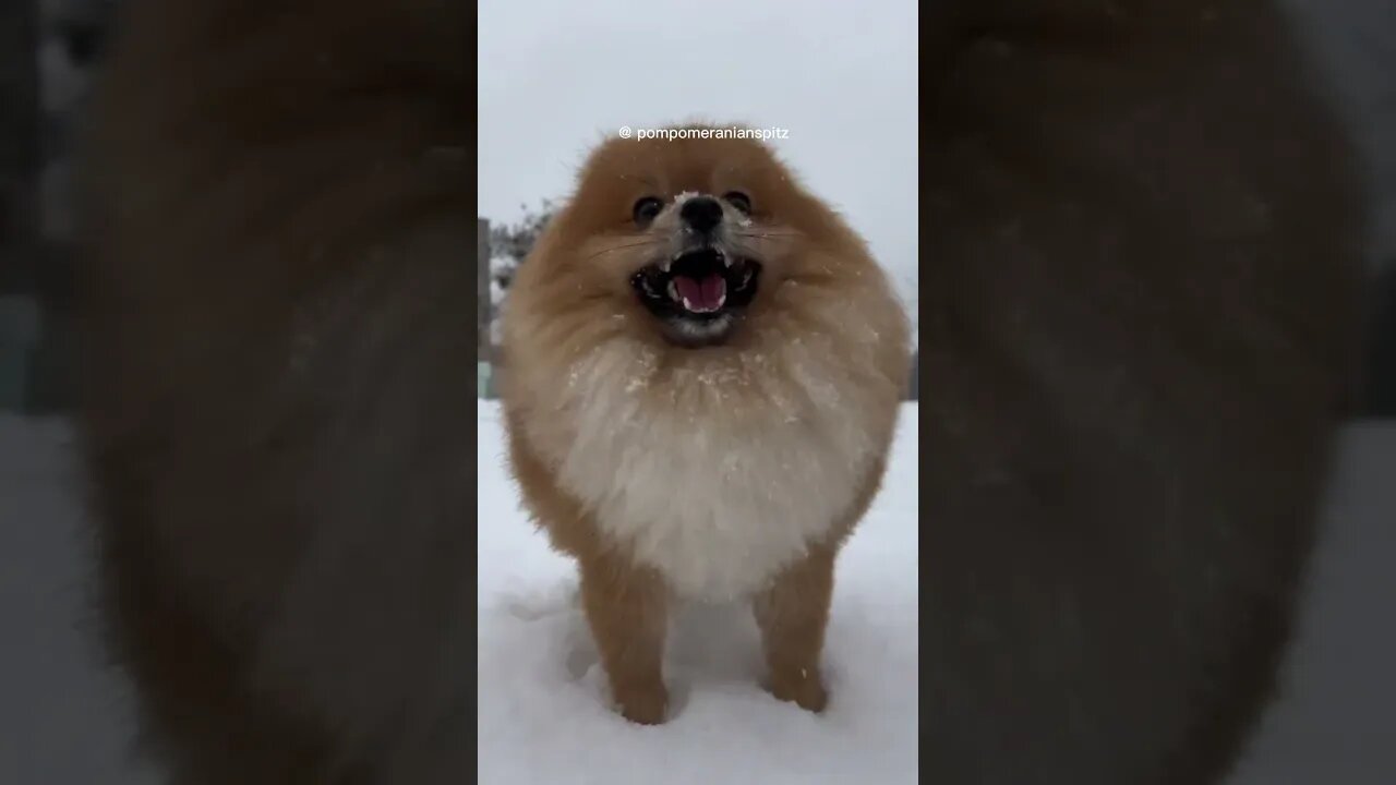Cutest doggie 😍 #dog
