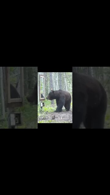 Giant Bear Sees Himself in the Mirror for the First Time