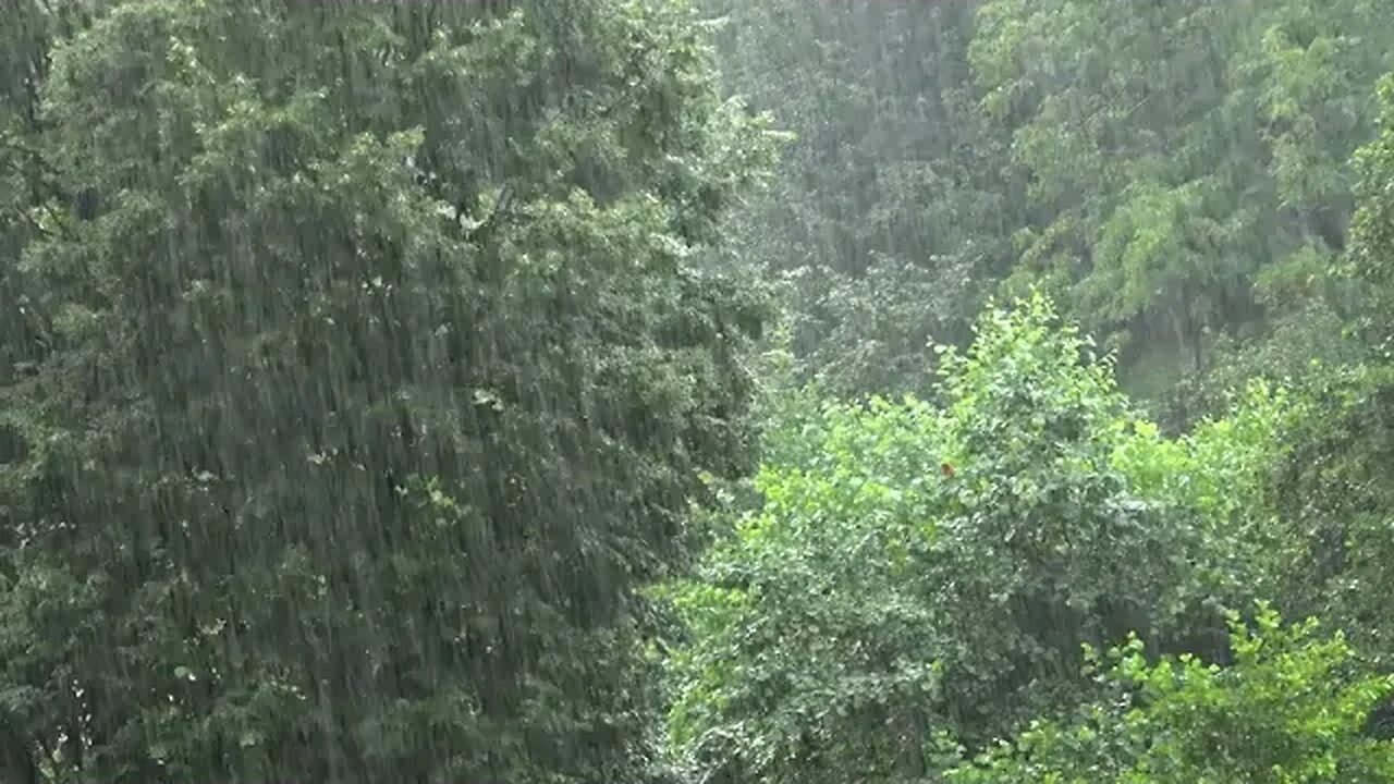 lots of rain in a big forest sound