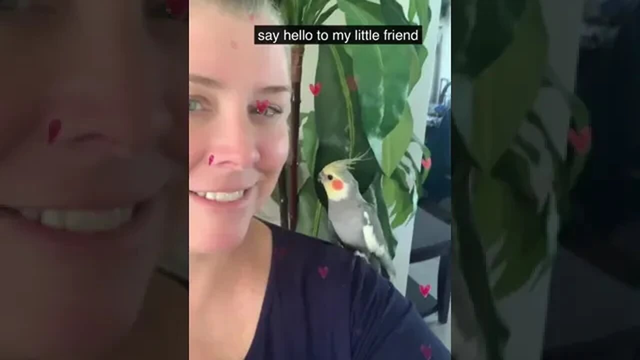 Hey everyone! Meet my little buddy, Dookie the #cockatiel 😊 #i♥️mybird #littlebuddy #pets