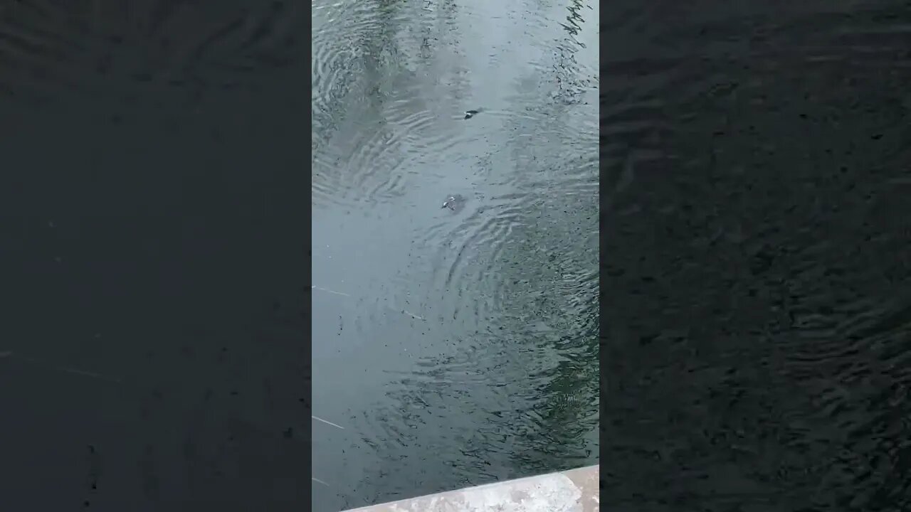 What are these fish doing?