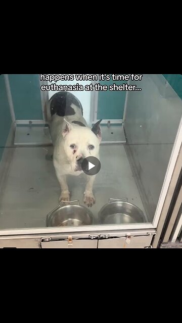 This is the saddest video on the internet.