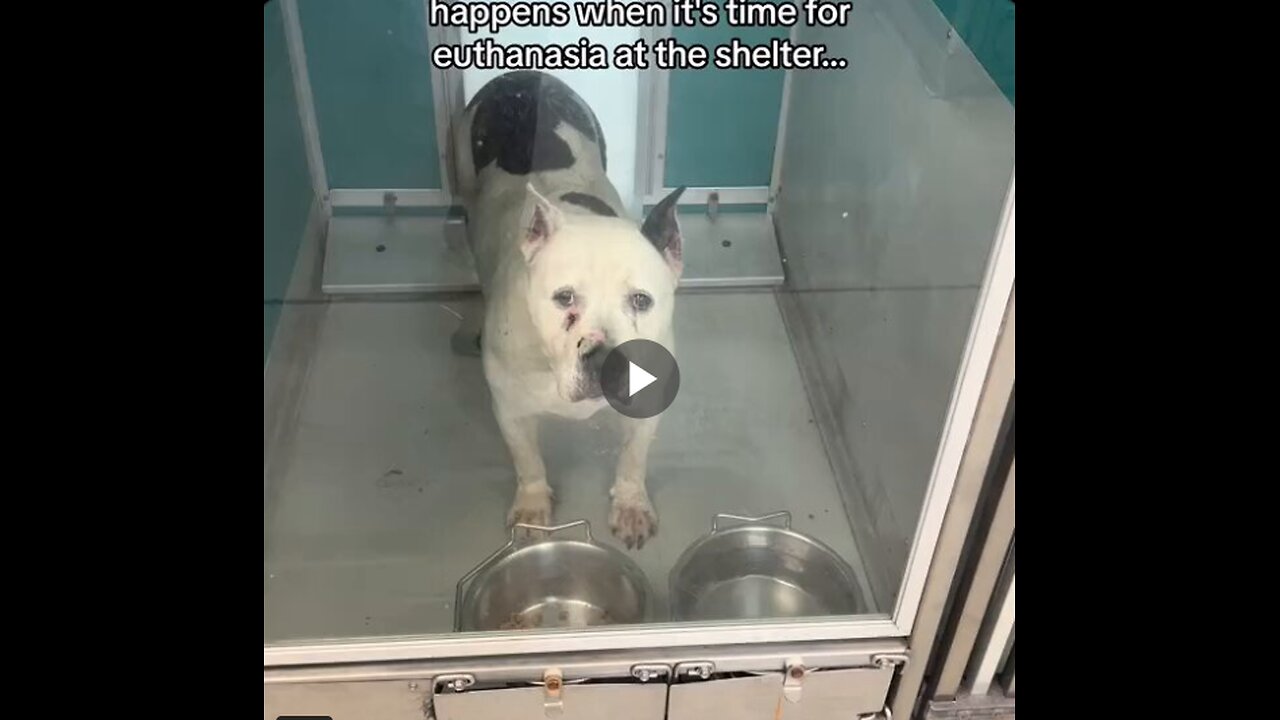 This is the saddest video on the internet.