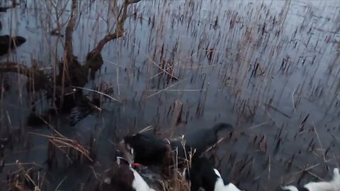 Springador Retrieves A Duck