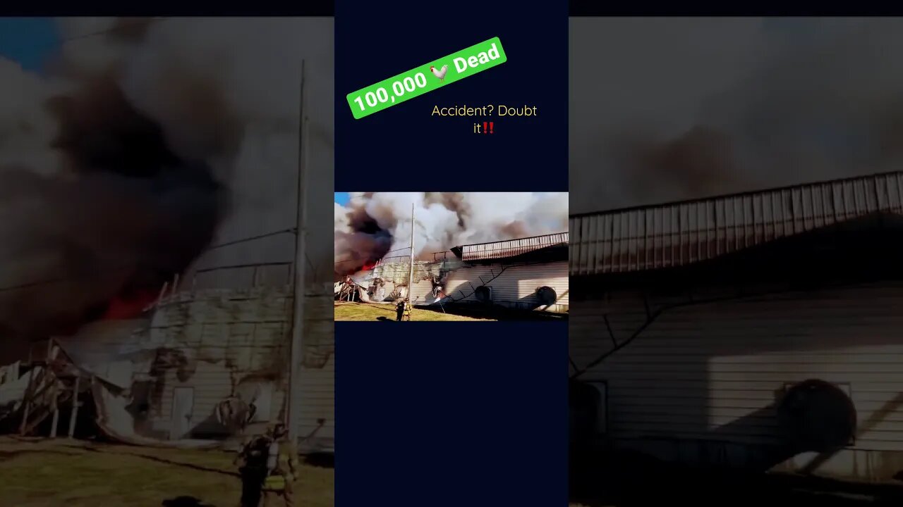 ๐Chickens , ๐ 100,000 dead, Not an Accident #prepperboss #shorts ๐#chickens