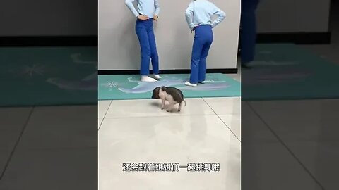 So clever pig back, have you ever seen
