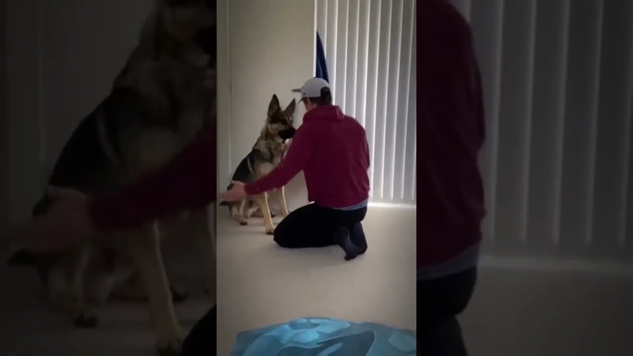 Puppy gets adorable pre walk pep talk from owner