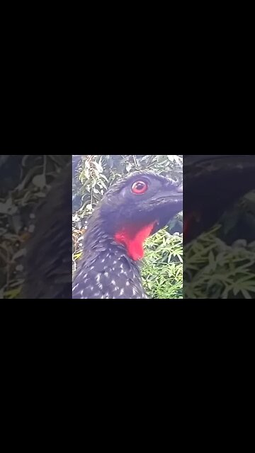 Jacu Criação de Jacu em busca de jacuaçu