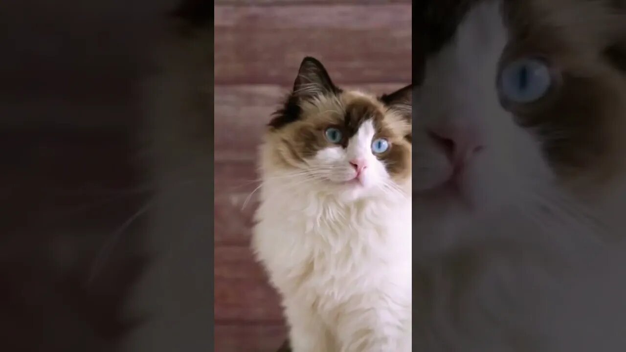 O gato Ragdoll! 🐱 Uma das raças mais peludas do mundo! #shorts #animais #curiosidades