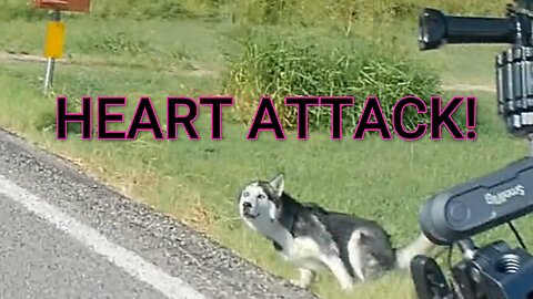 DOG GAVE ME A HEART ATTACK!