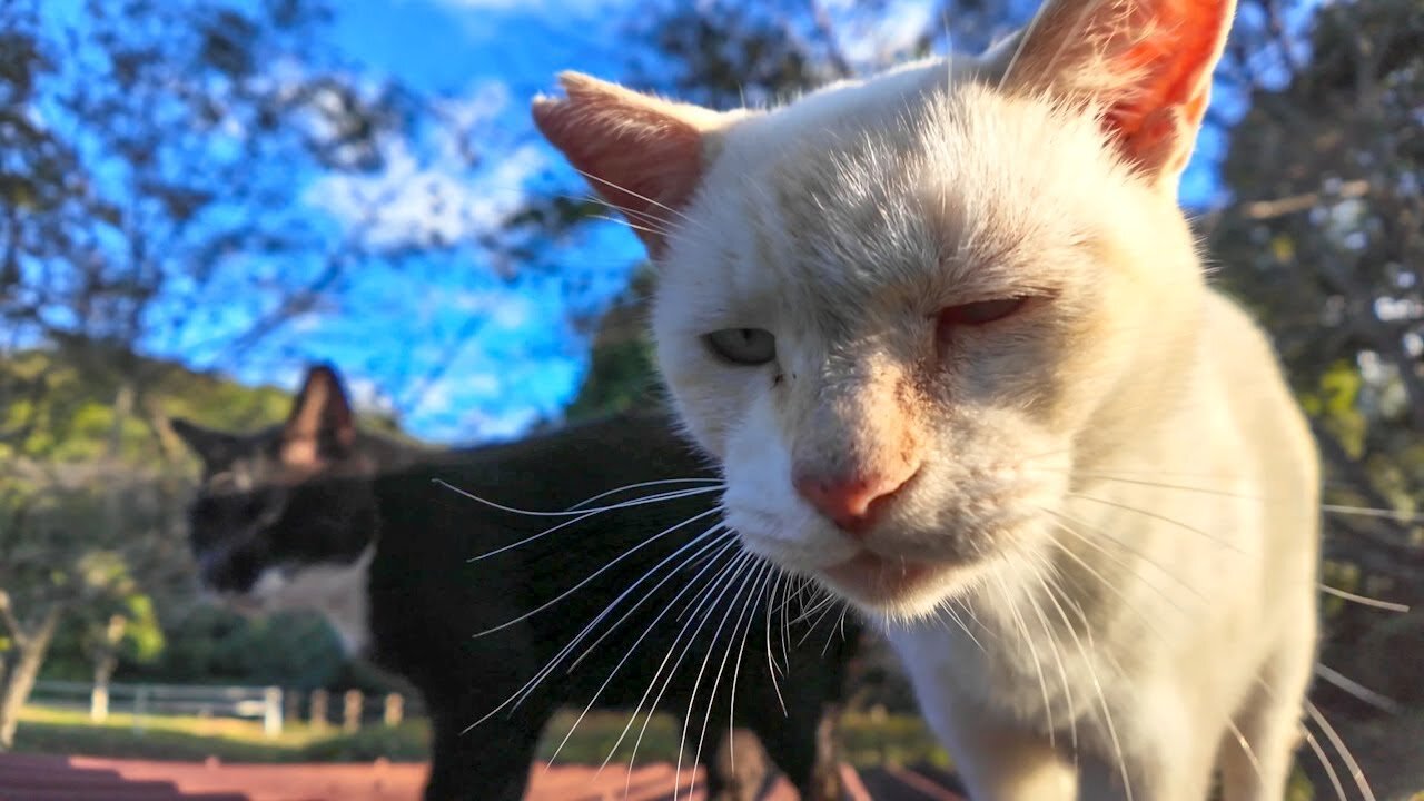 When I try to pet the tuxedo cat, the white cat gets in the way.