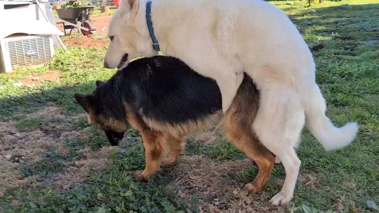 White Husky Dog Mating with German shepherd