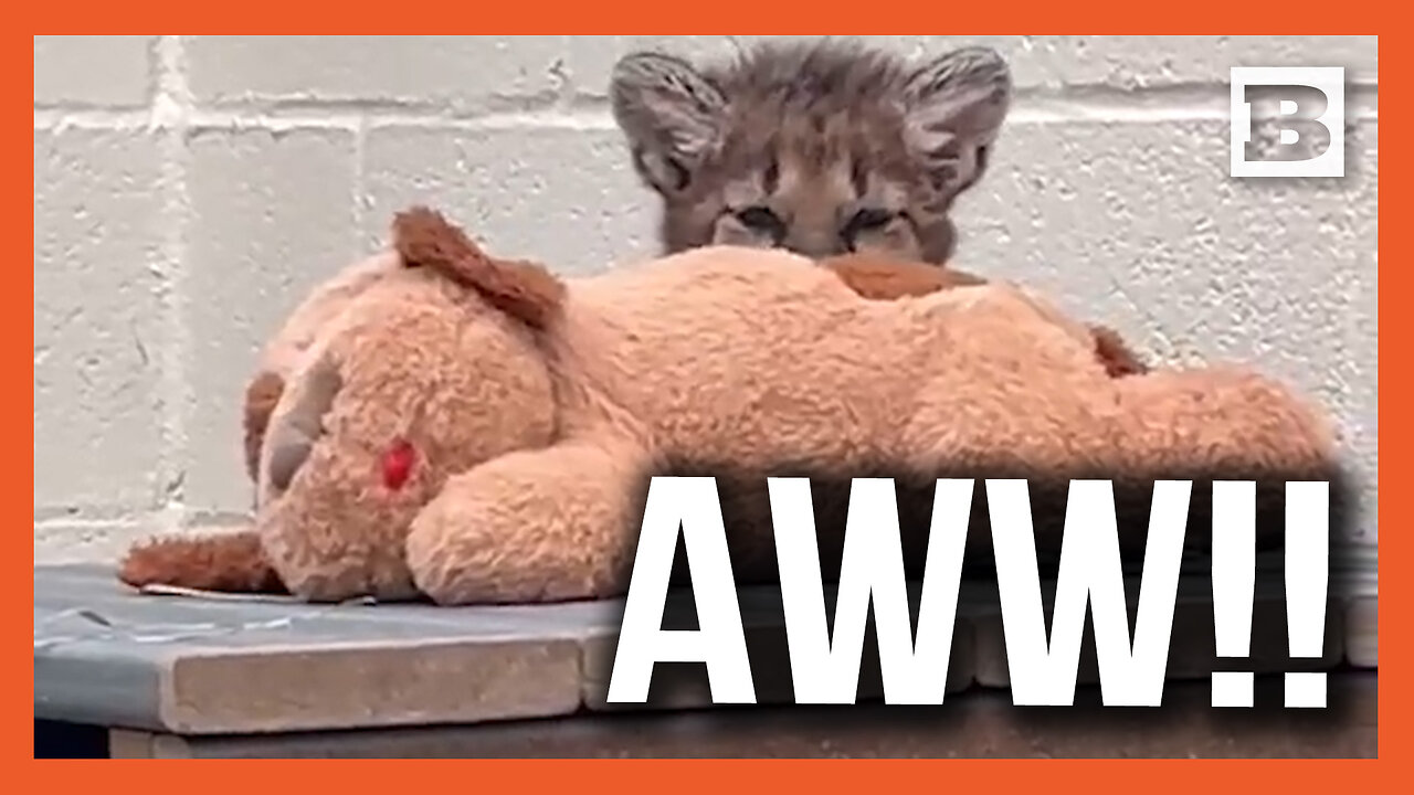 Aww!! Adorable Mountain Lion Cub Snuggles Up to Stuffed Animal