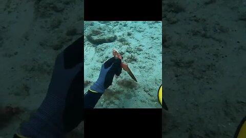 I found this weapon while scuba diving