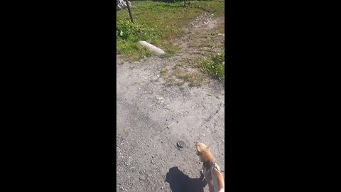 Roxy barks at a cow 2