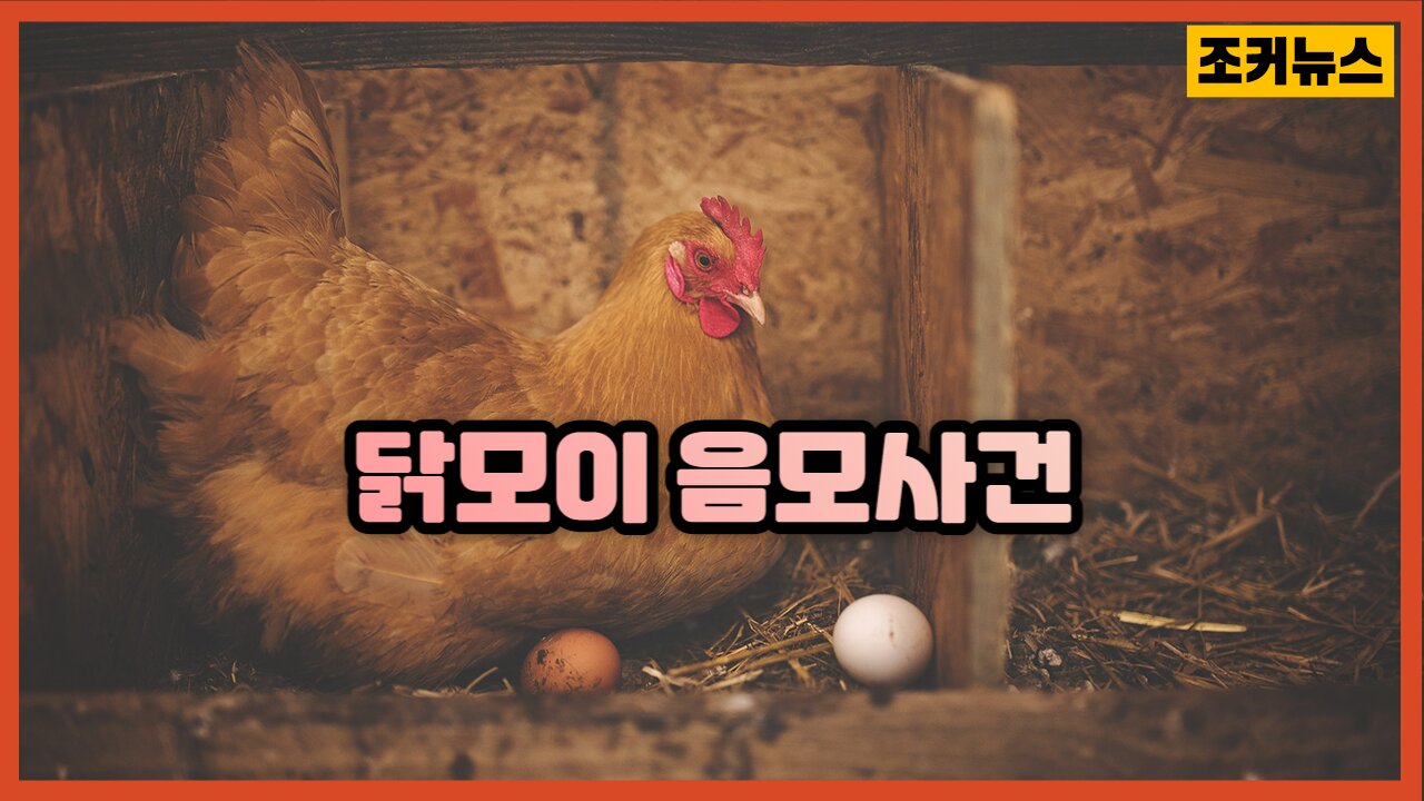 미국! 알을 낳지 못하는 닭 Chicken