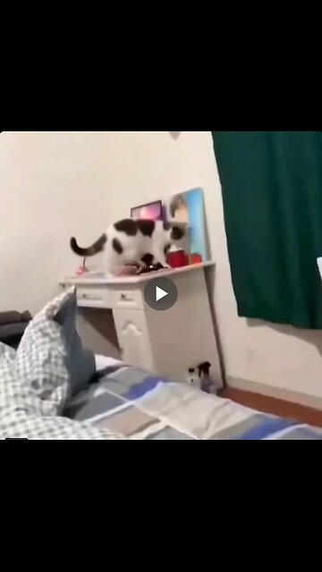 Very cute obsessive cats