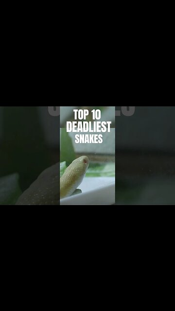 Top 10 Deadliest snake in the world #shorts #youtubeshorts #shortsfeed #snake #viral #didyouknow