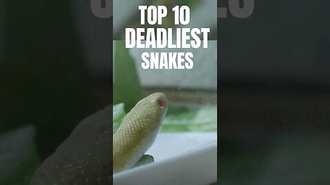 Top 10 Deadliest snake in the world #shorts #youtubeshorts #shortsfeed #snake #viral #didyouknow