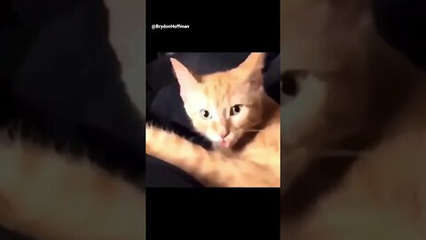 Funny Cat Meme 😂 pt.51 #funny #cat #meme #shorts