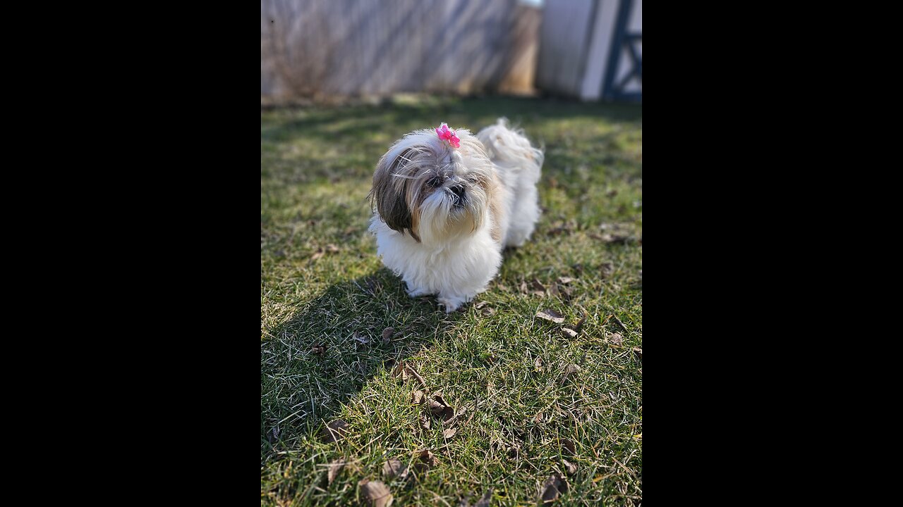 Rosie Shows Off Her Pink Bow (Featuring Rosie The Shihtzu)