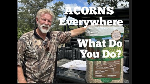 Deer Attractant ACORNS Everywhere WHAT DO YOU DO?