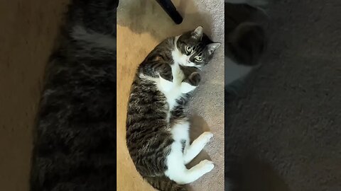My little Cat being Adorable 😸 #kittycat #catvideos