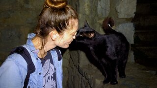 Stray Cat Finally Gives Its Heart to the Food Lady - Feeding Stray Cats