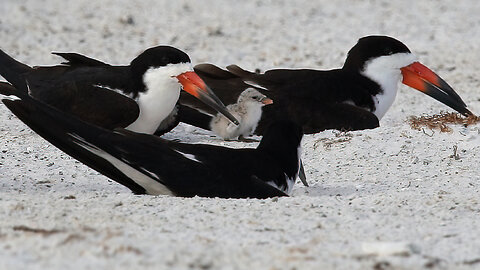 Baby Black Skimmers Have Begun Hatching