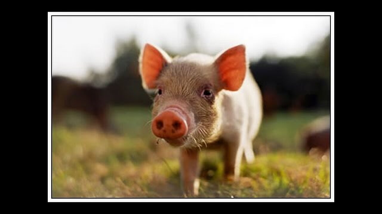 The "No Pork, No Bacon" Demon
