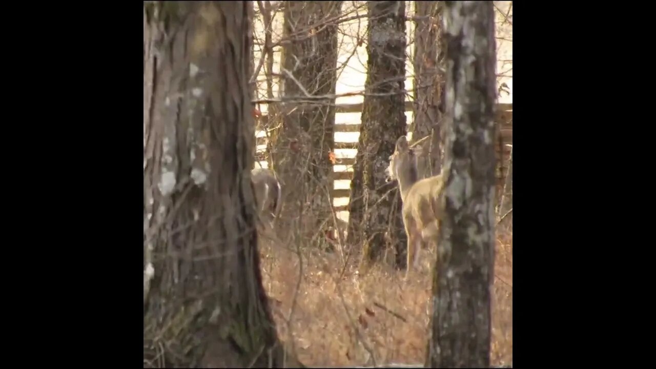 deer at Chickamauga Battlefield