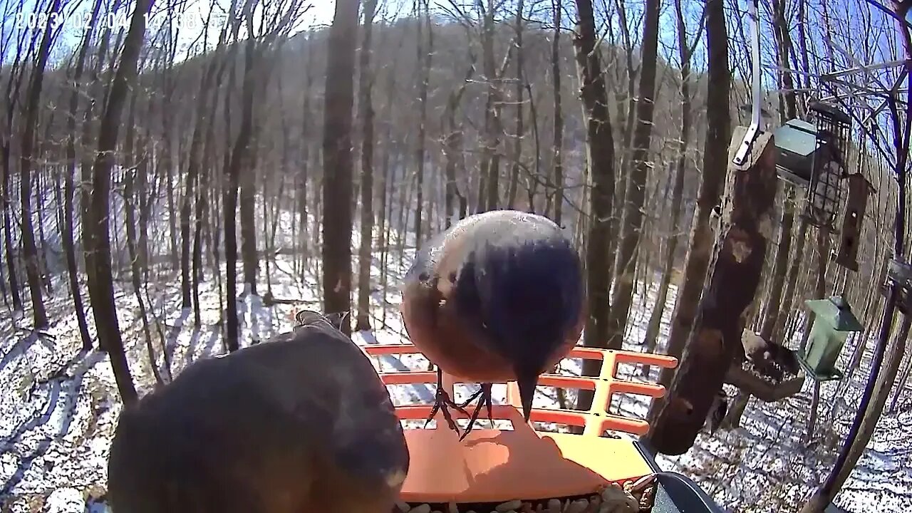 BirdKiss AI Smart Bird Feeder Video Example - Bluebirds