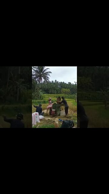 Proses ngarontog padi