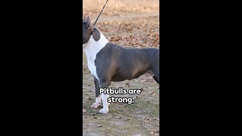 Why Pitbulls Are The Best Dogs