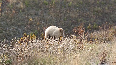 Canadian grizzly