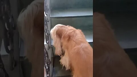 #dogshow , #animals , #dogs , #shorts