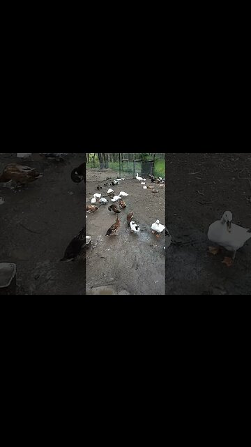 Ducks like playing in the mud