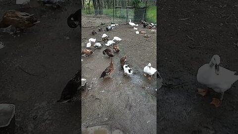 Ducks like playing in the mud