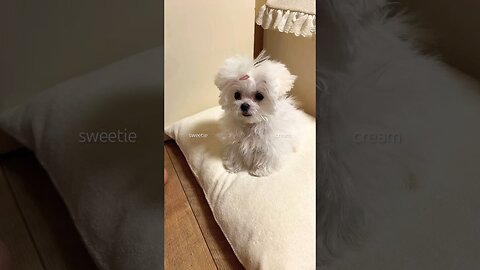 Verybody scream!